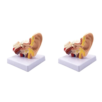 2 шт. 1,5X Анатомическая модель человеческого уха - профессиональная настольная модель моделирования структуры внутреннего уха для образования